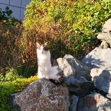 Am Quellenhaeuschen شقة