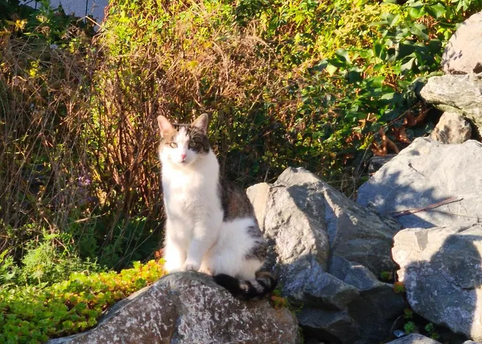 Am Quellenhaeuschen شقة